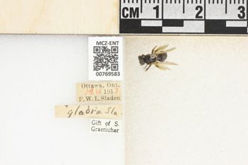Media type: image;   Entomology 769583 Aspect: Labels
